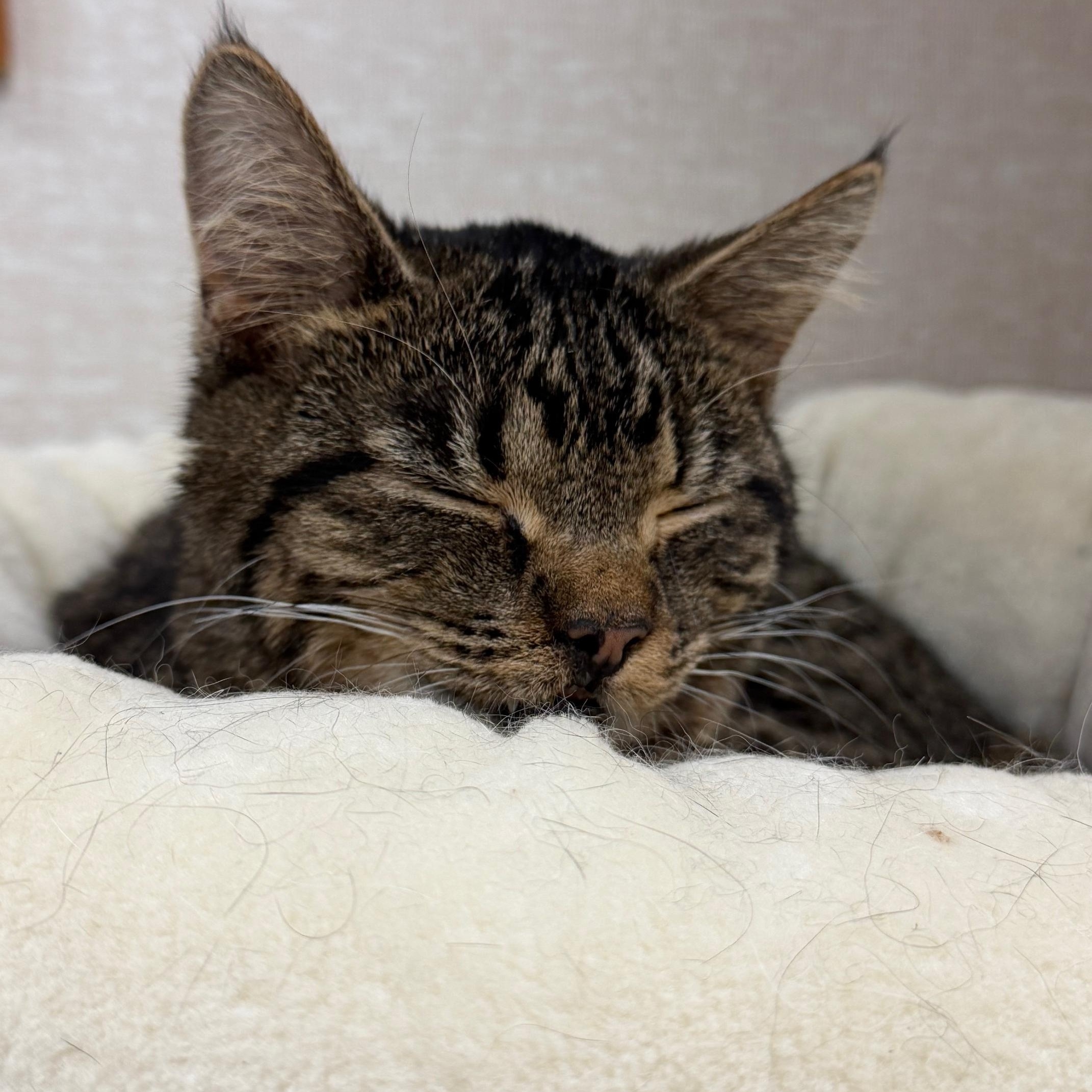 Violet, adopted, Kitten Female Domestic Short Hair.