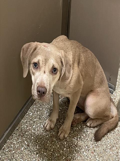 Enlarge ALENA, a Adoptable Labrador Retriever in Clyde, NC image 1/1
