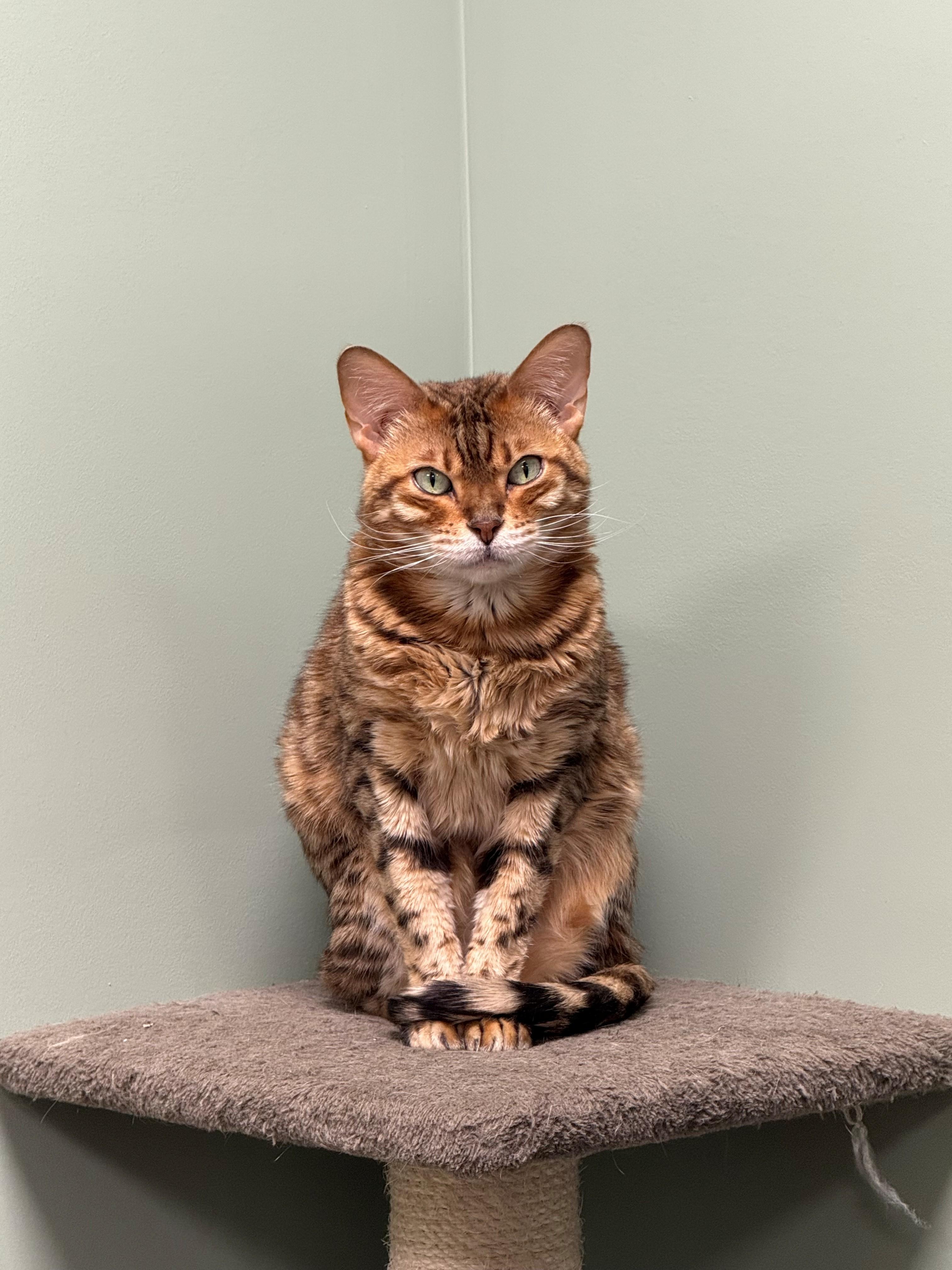 FRED & GINGER (Bonded Pair), Senior Male unknown