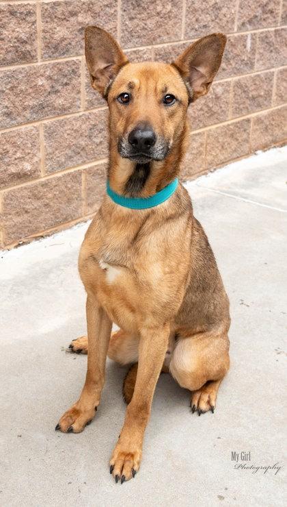 Enlarge Finnly, a Adoptable mixed breed in Reidsville, NC image 2/4
