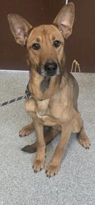 Enlarge Finnly, a Adoptable mixed breed in Reidsville, NC image 1/1