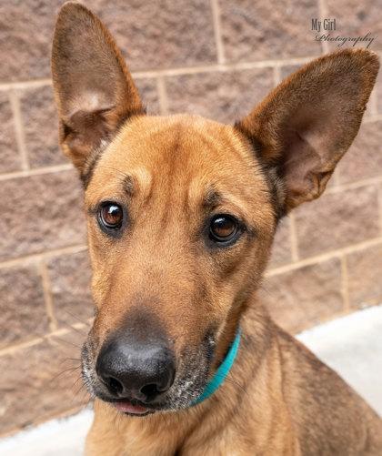 Enlarge Finnly, a Adoptable mixed breed in Reidsville, NC image 4/4