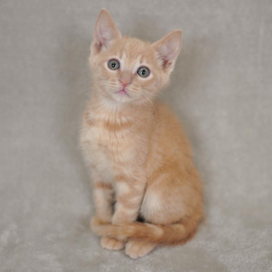 Splinter, Adoptable, Kitten Male Domestic Short Hair.
