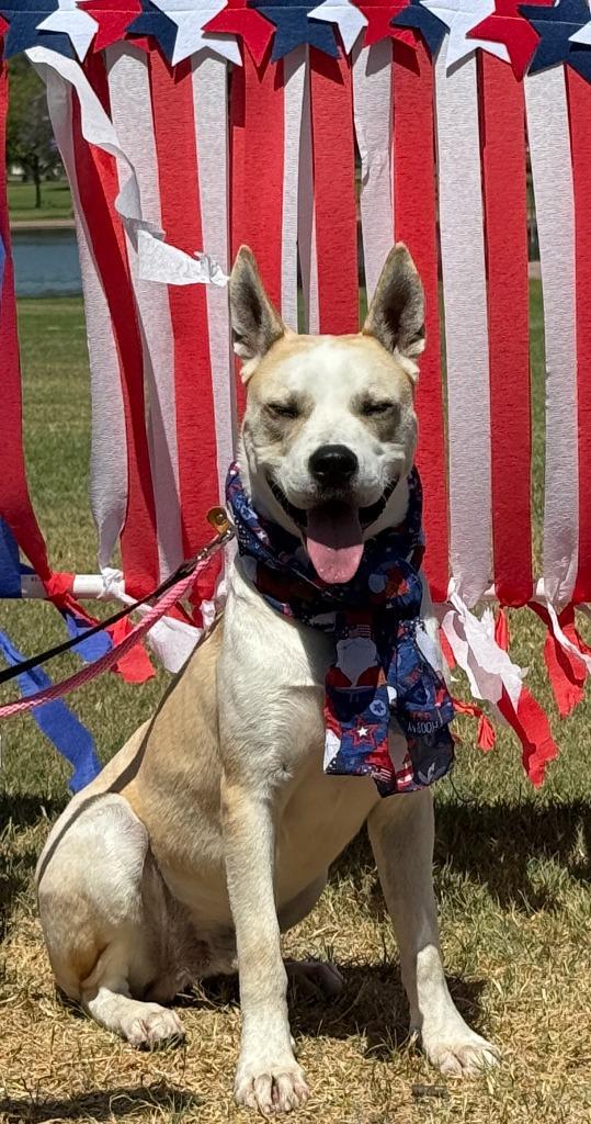Enlarge Bentley, a Adoptable mixed breed in San Pedro, CA image 3/3