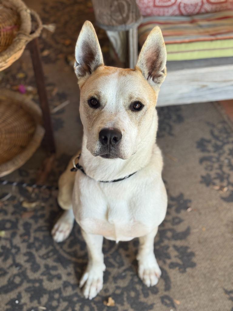 Enlarge Bentley, a Adoptable mixed breed in San Pedro, CA image 2/3