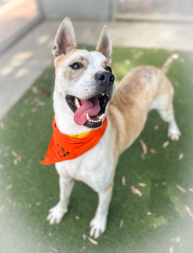 Enlarge Bentley, a Adoptable mixed breed in San Pedro, CA image 3/3