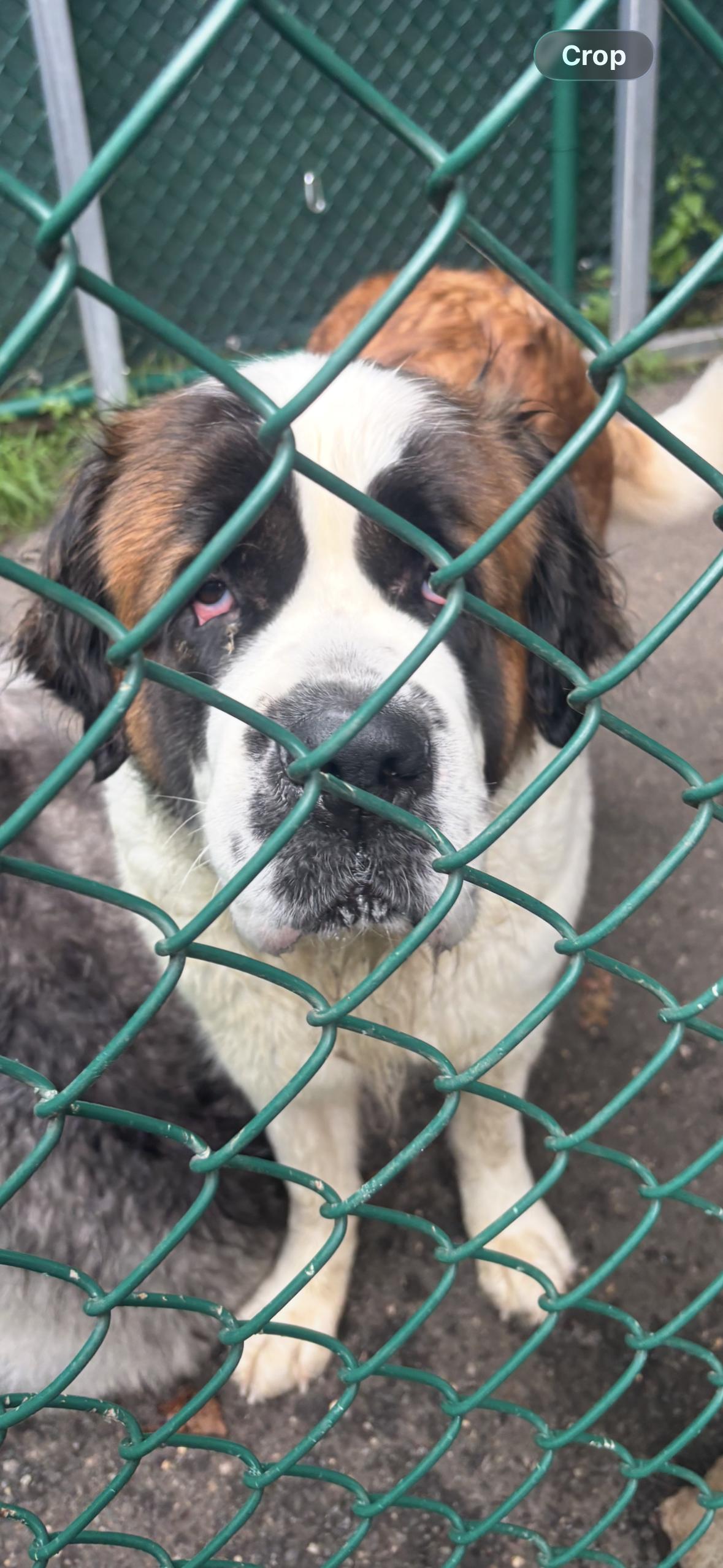 Lady, ADOPTABLE, Senior Female Saint Bernard.
