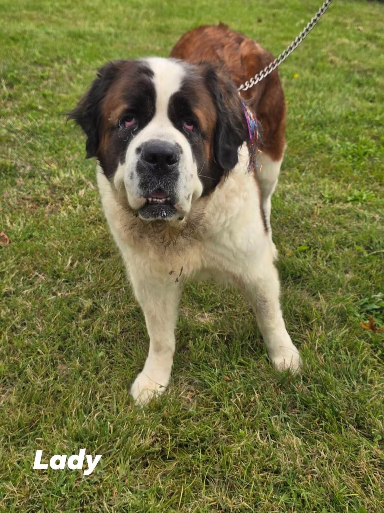 Lady, Adoptable, Senior Female Saint Bernard.
