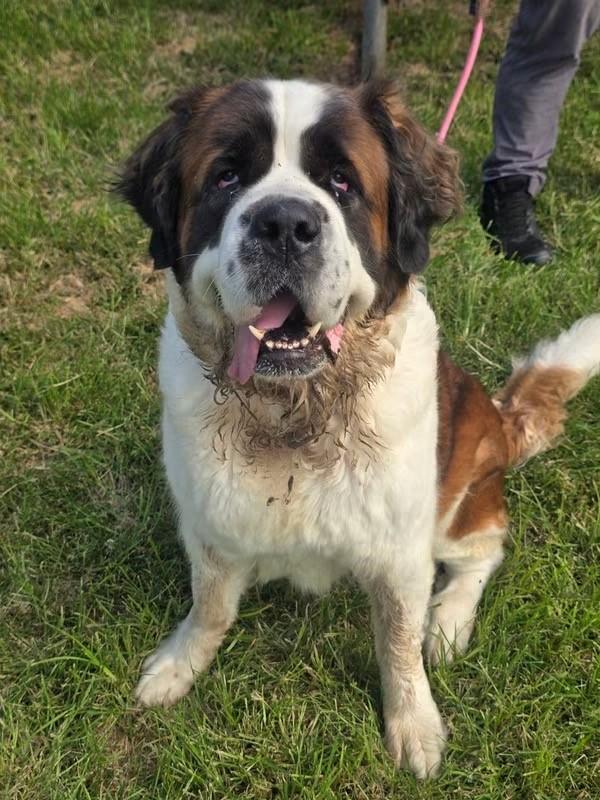 Enlarge Lady, a Adoptable Saint Bernard in Edison, NJ image 1/1