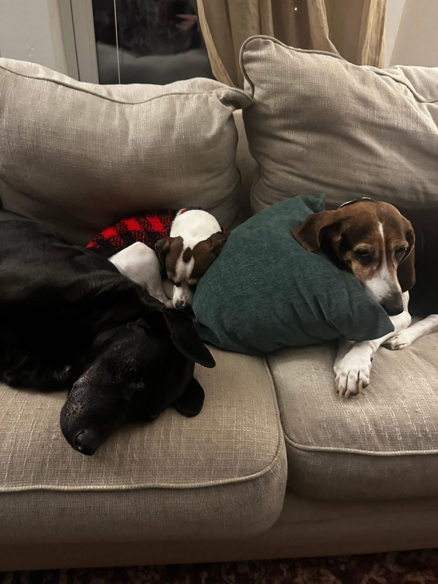 Enlarge Domingo, a ADOPTABLE mixed breed in Marshall, NC image 3/6