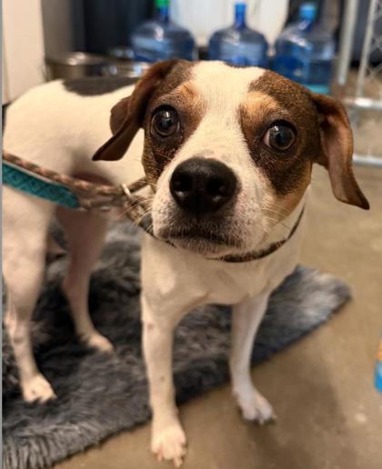 Domingo, ADOPTABLE, Adult Male Jack Russell Terrier.