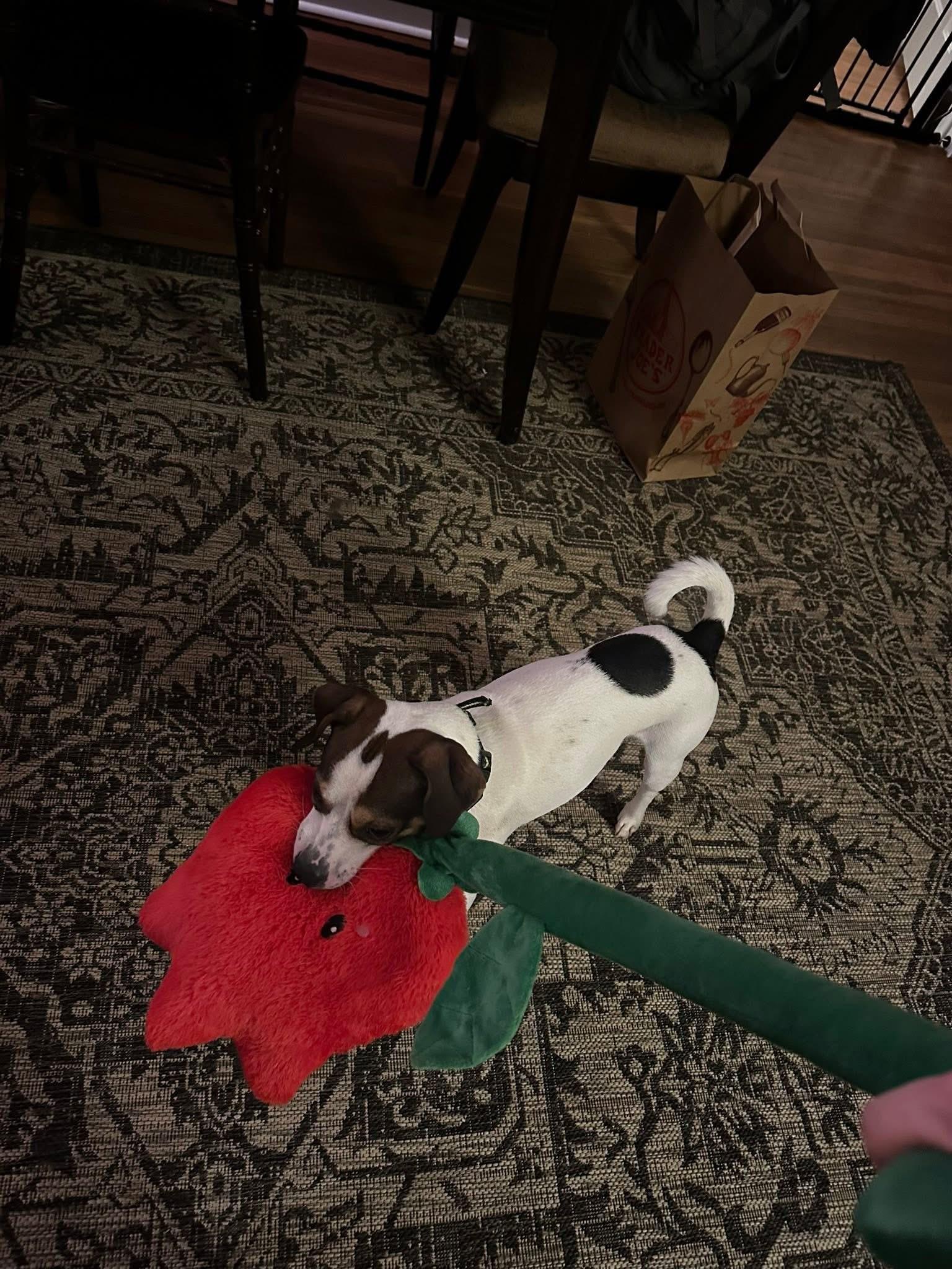 Enlarge Domingo, a ADOPTABLE mixed breed in Marshall, NC image 5/6