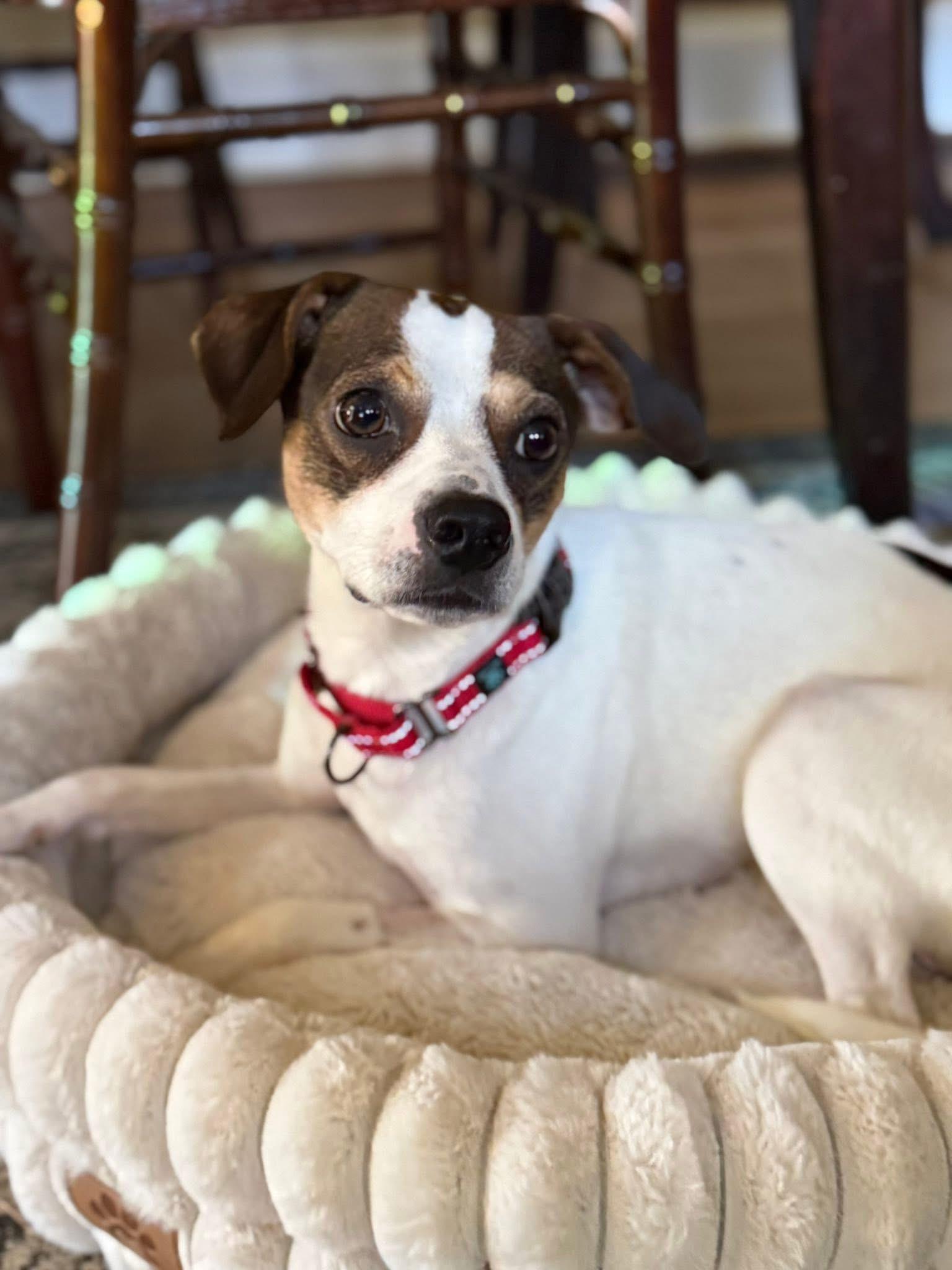 Enlarge Domingo, a ADOPTABLE mixed breed in Marshall, NC image 1/6