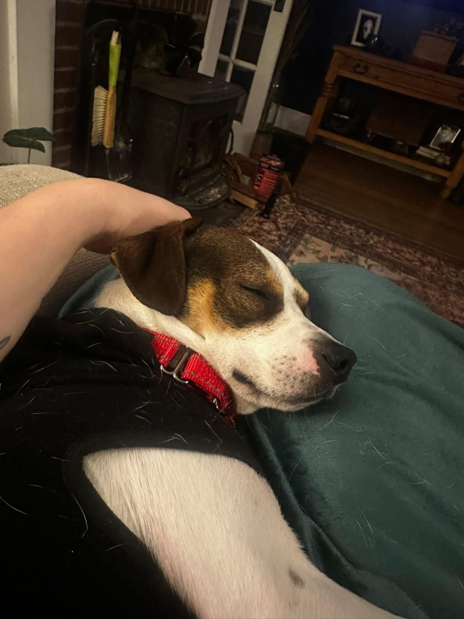 Enlarge Domingo, a ADOPTABLE mixed breed in Marshall, NC image 2/6