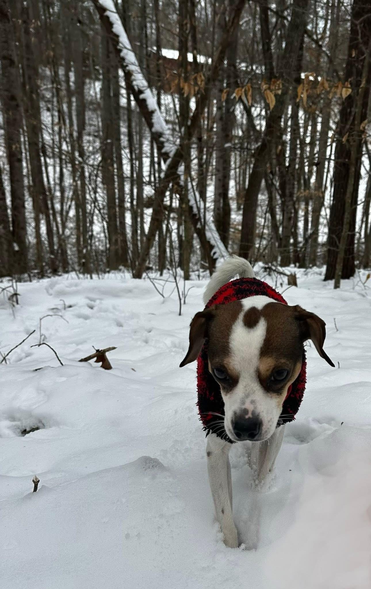 Enlarge Domingo, a ADOPTABLE mixed breed in Marshall, NC image 4/6
