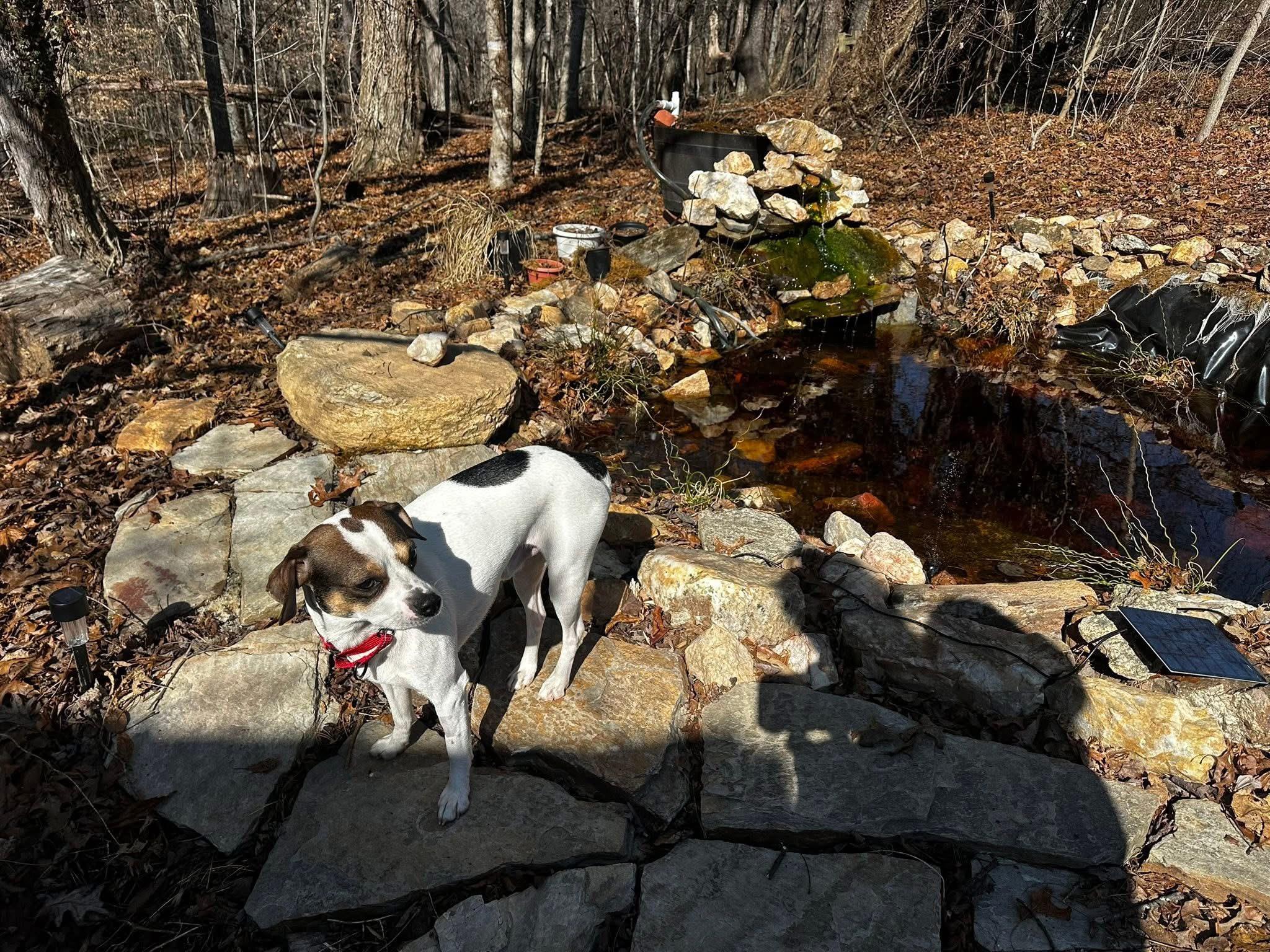 Enlarge Domingo, a ADOPTABLE mixed breed in Marshall, NC image 6/6