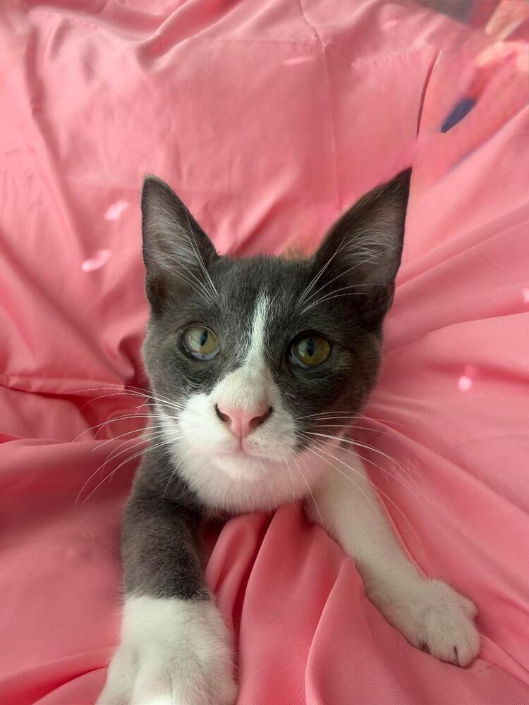 King, Adoptable, Kitten Male Domestic Short Hair.