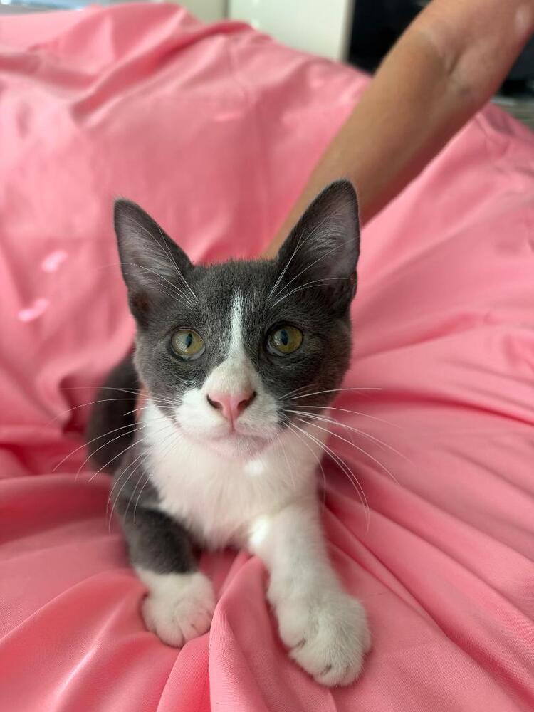 Enlarge King, a Adoptable Domestic Short Hair in Oceanside, CA image 2/6