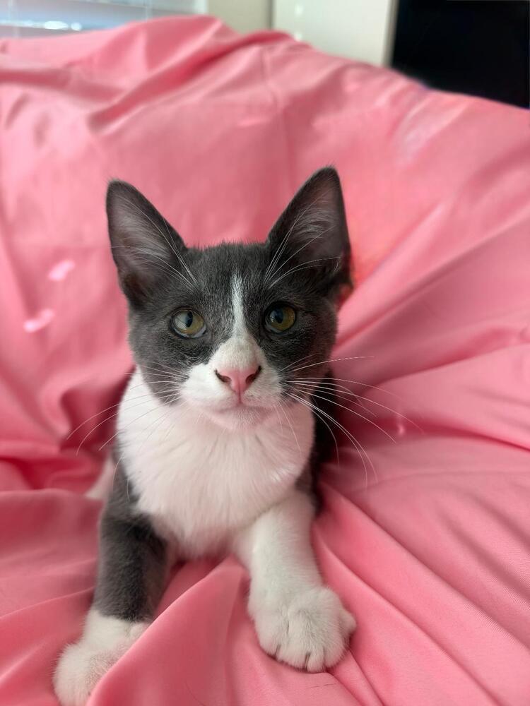 Enlarge King, a Adoptable Domestic Short Hair in Oceanside, CA image 3/6