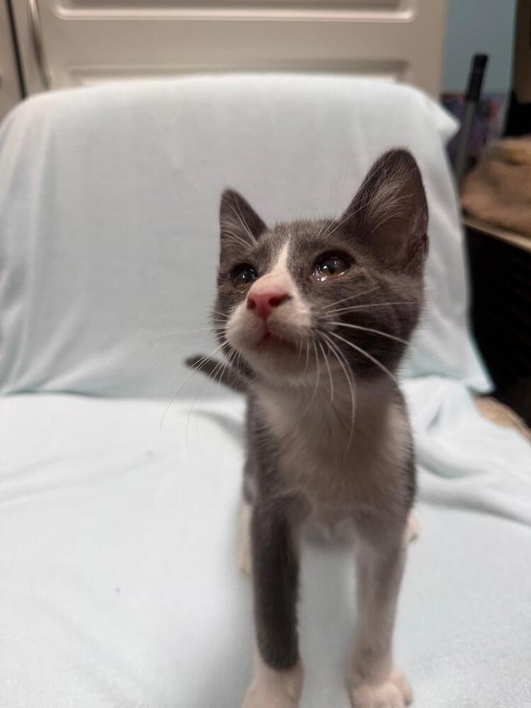 Enlarge King, a Adoptable Domestic Short Hair in Oceanside, CA image 4/6