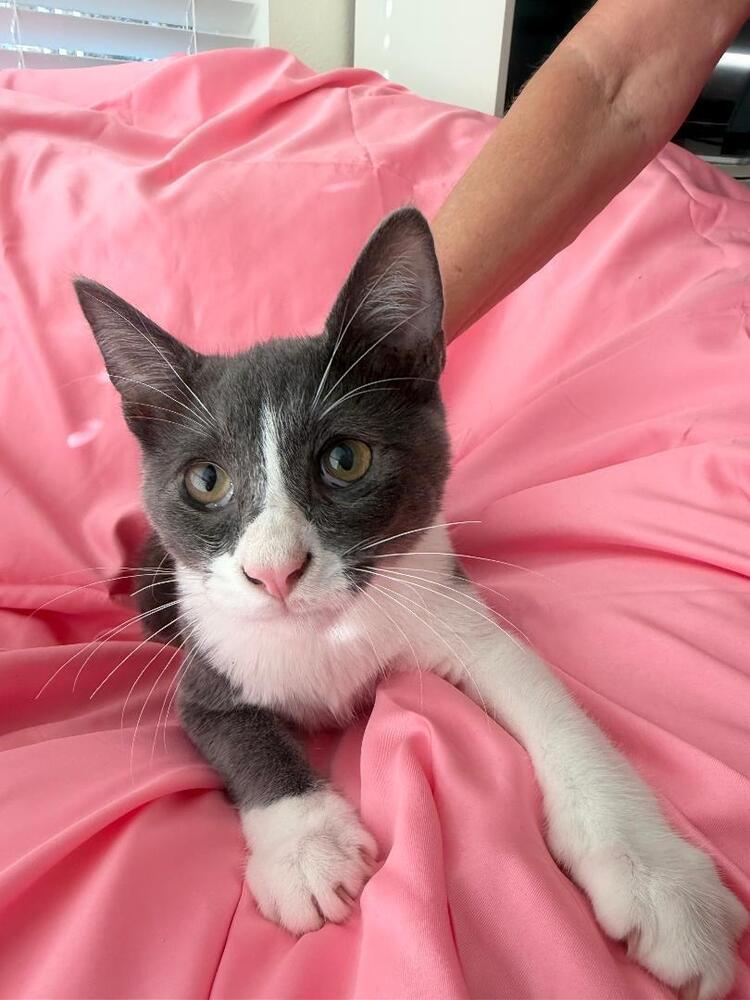 Enlarge King, a Adoptable Domestic Short Hair in Oceanside, CA image 5/6