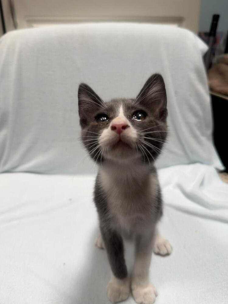 Enlarge King, a Adoptable Domestic Short Hair in Oceanside, CA image 6/6