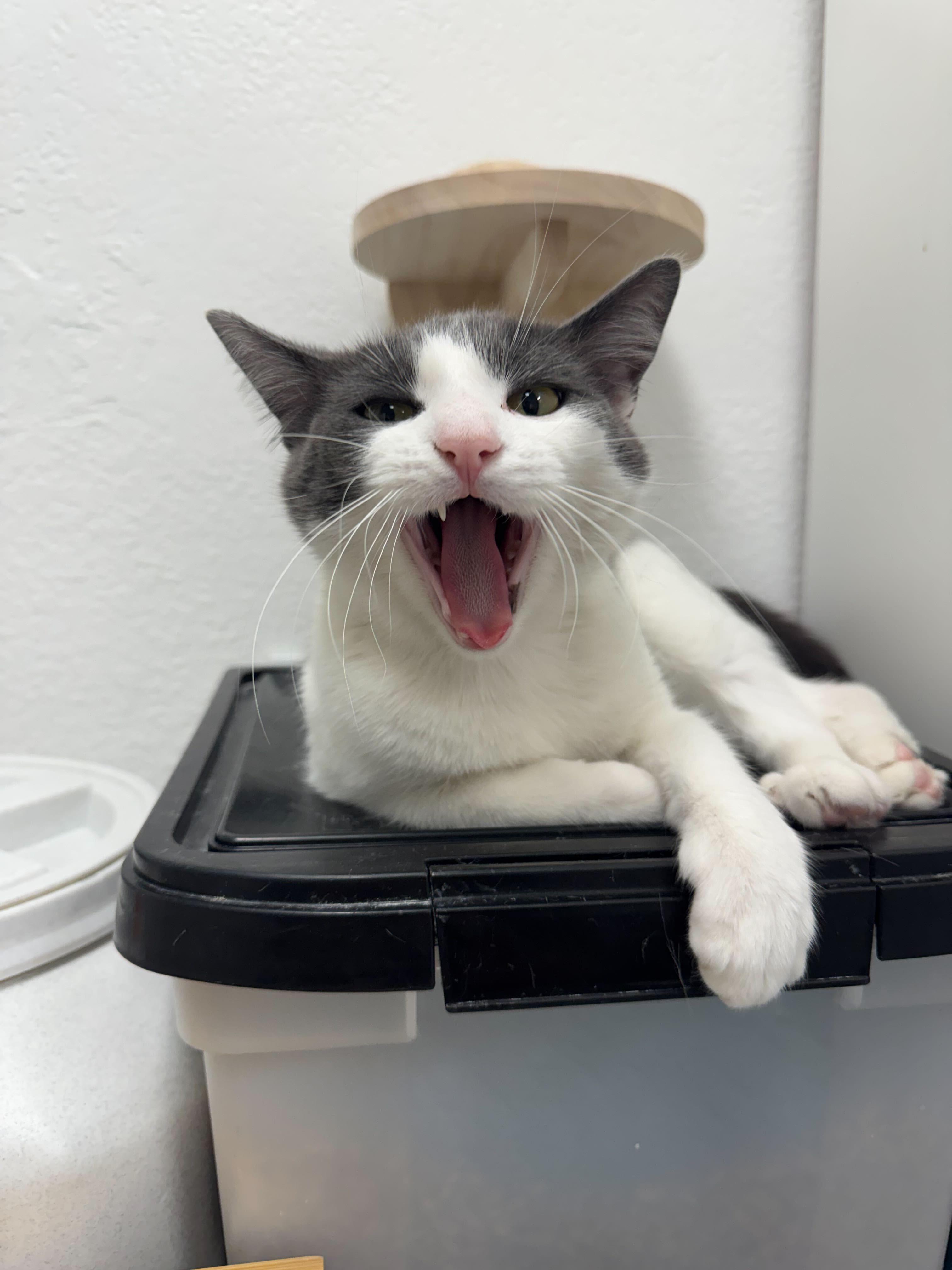 Juliette, a ADOPTABLE Domestic Short Hair in Pacific Palisades, CA image 3/4