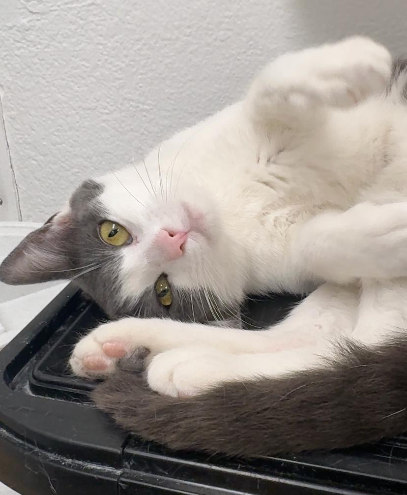 Juliette, ADOPTABLE, Adult Female Domestic Short Hair.