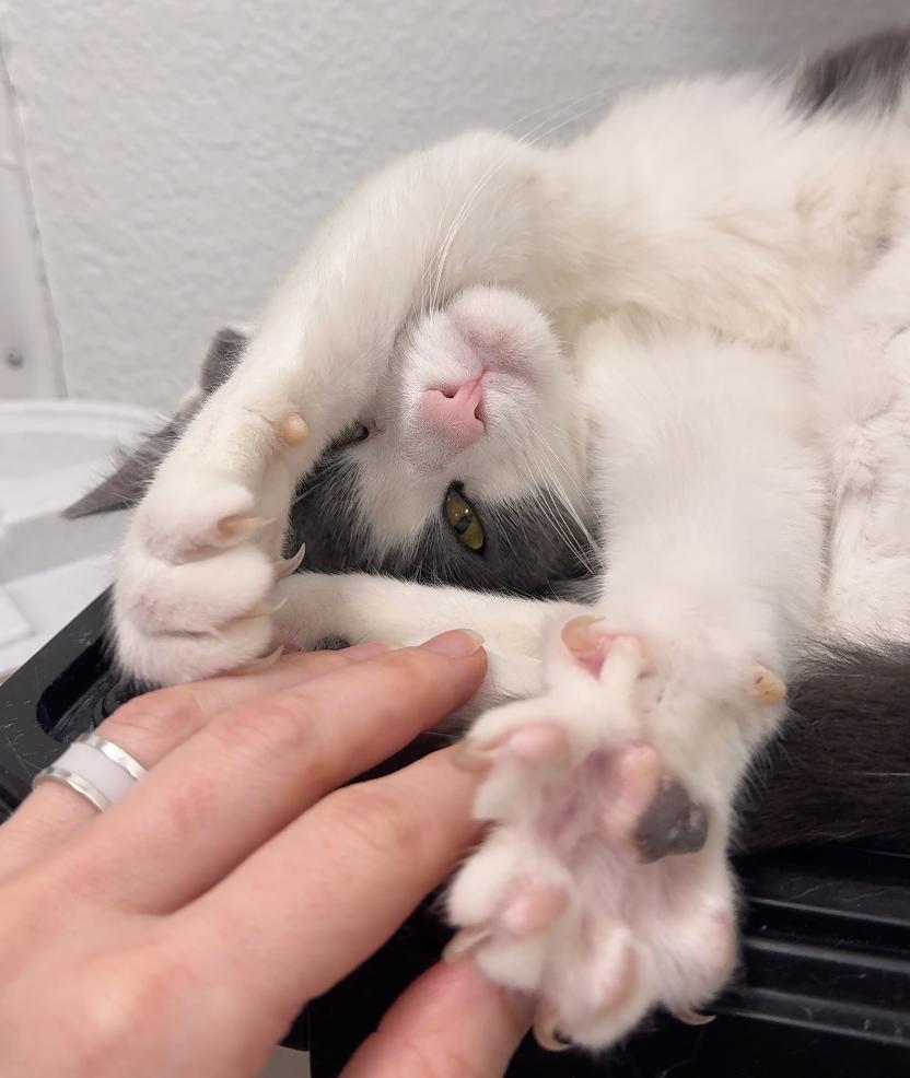 Juliette, a ADOPTABLE Domestic Short Hair in Pacific Palisades, CA image 2/4