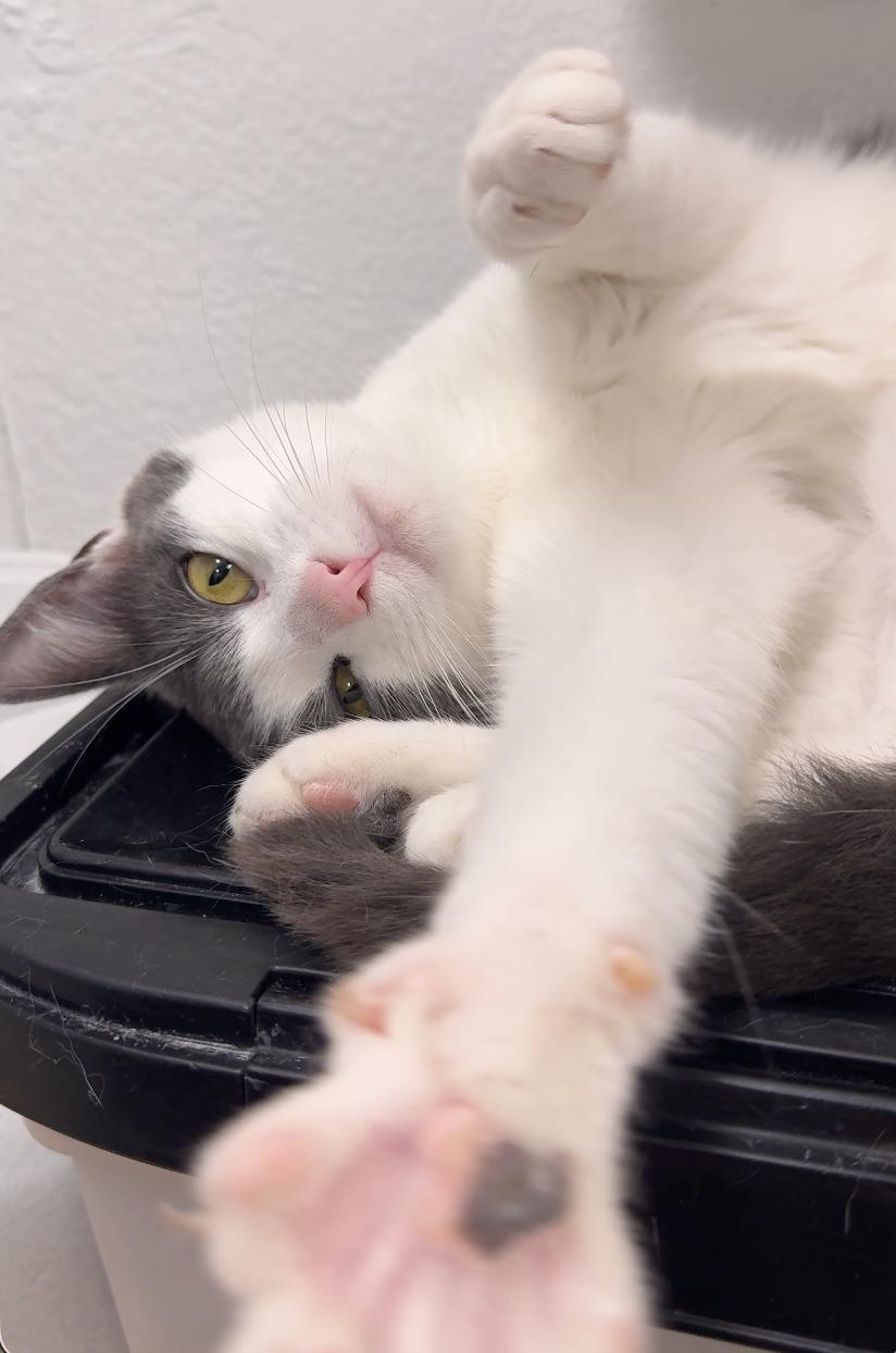 Juliette, a ADOPTABLE Domestic Short Hair in Pacific Palisades, CA image 4/4