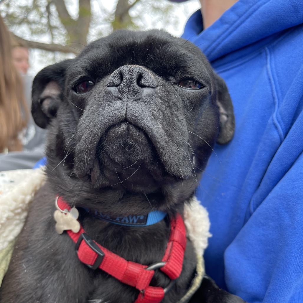 Tips, Adoptable, Young Male Pug & Mixed Breed.