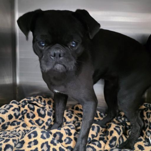 Tips, Adoptable, Young Male Pug.