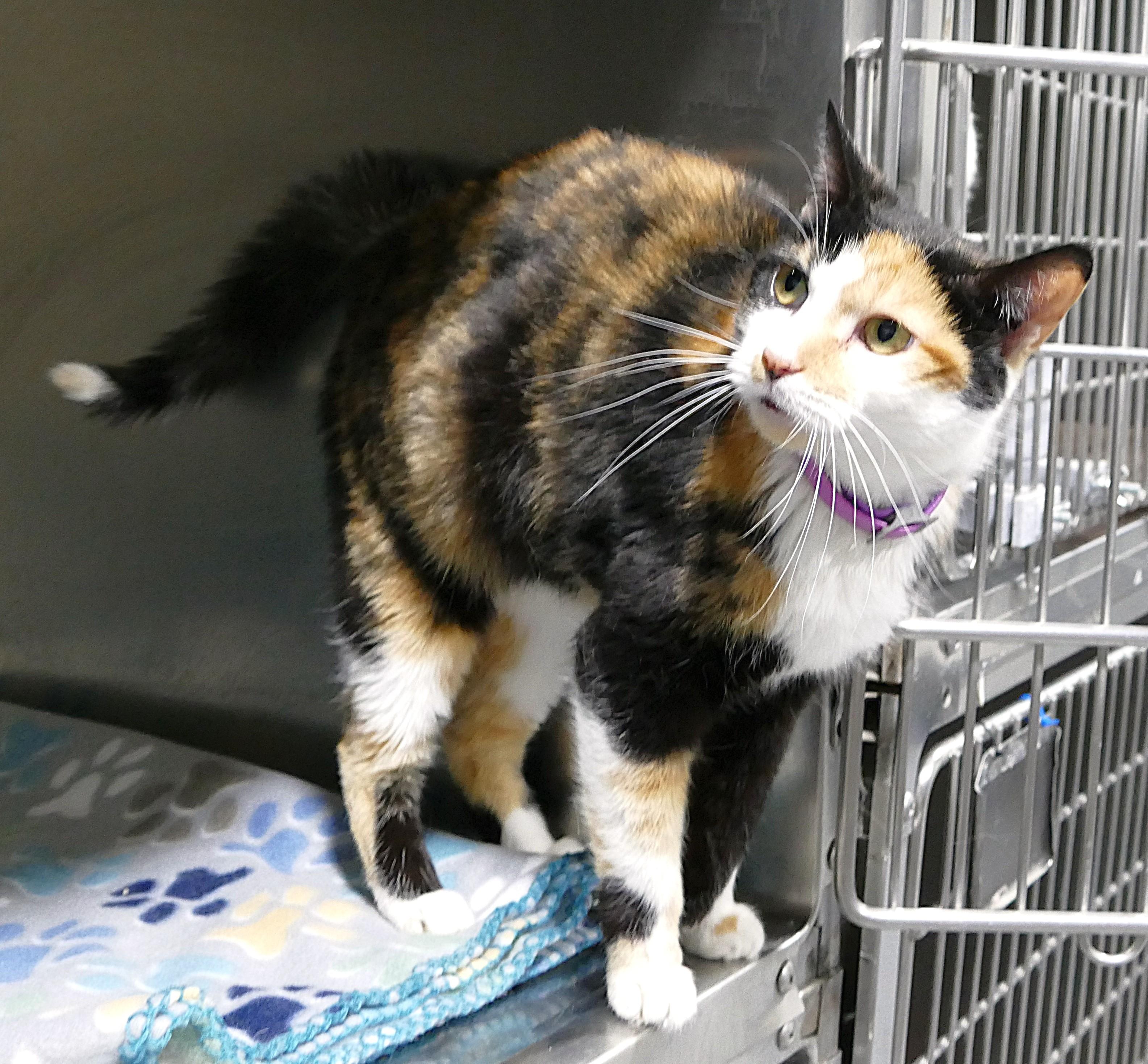 Enlarge CALYPSO, a ADOPTABLE mixed breed in Beechbottom, WV image 3/6