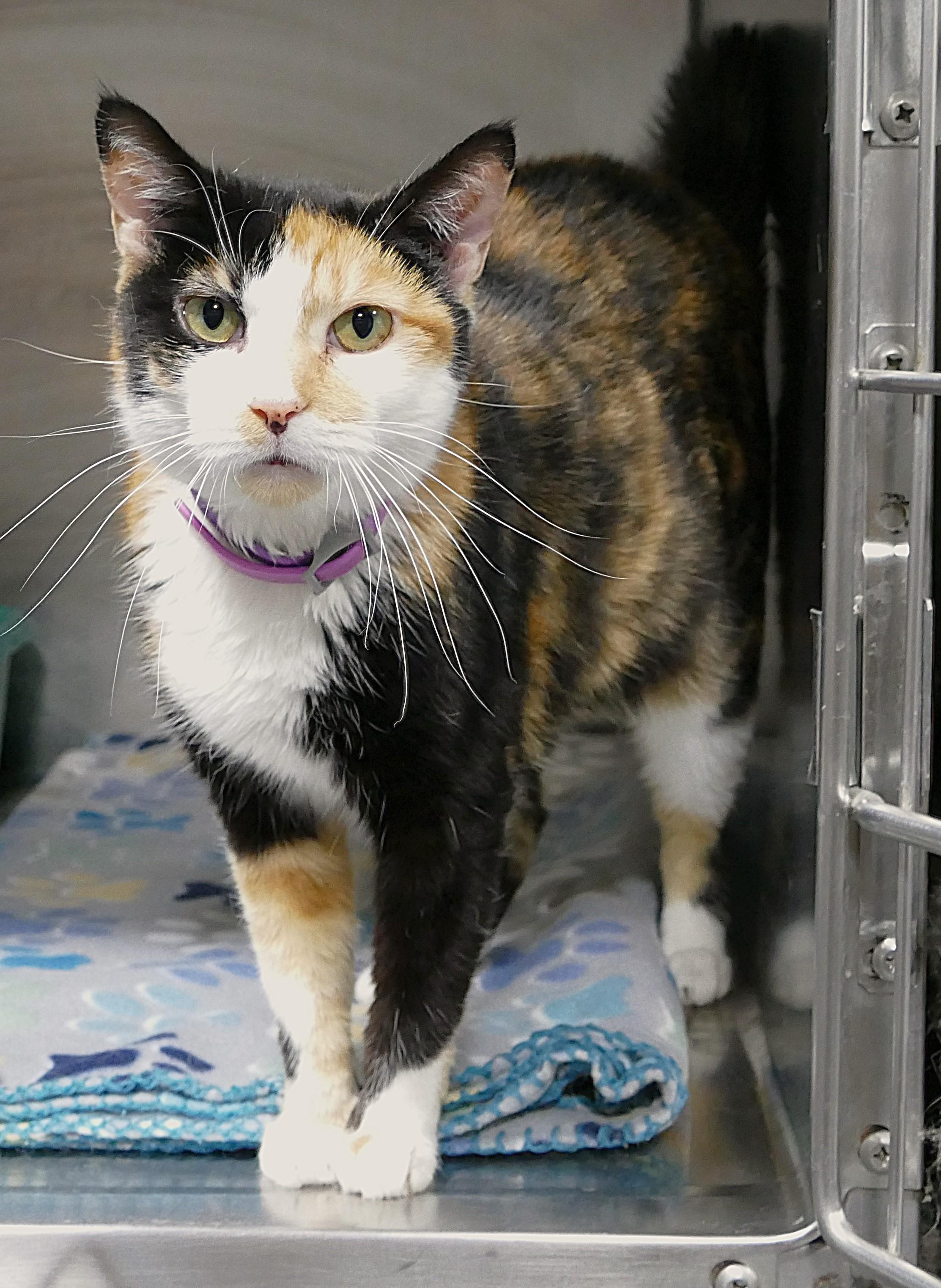 Enlarge CALYPSO, a ADOPTABLE mixed breed in Beechbottom, WV image 2/6