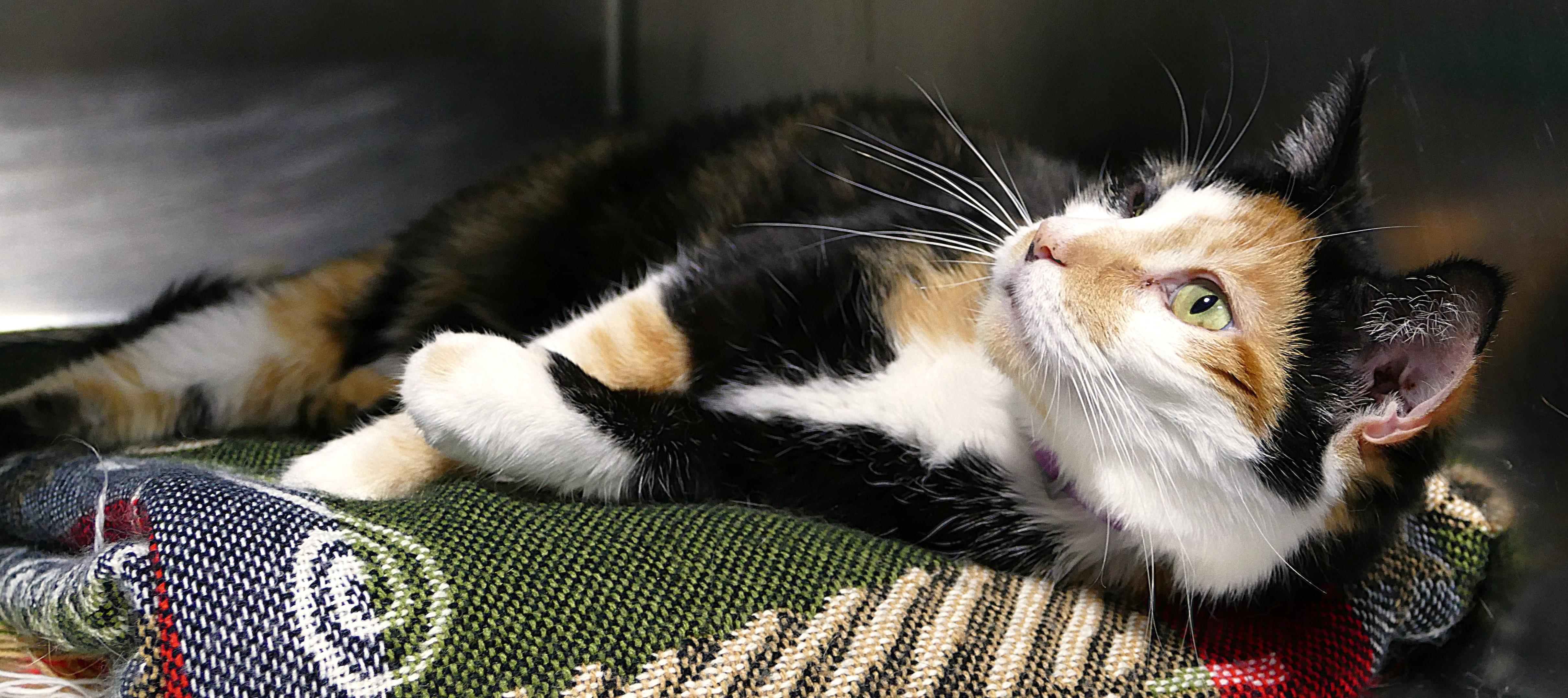 Enlarge CALYPSO, a ADOPTABLE mixed breed in Beechbottom, WV image 6/6