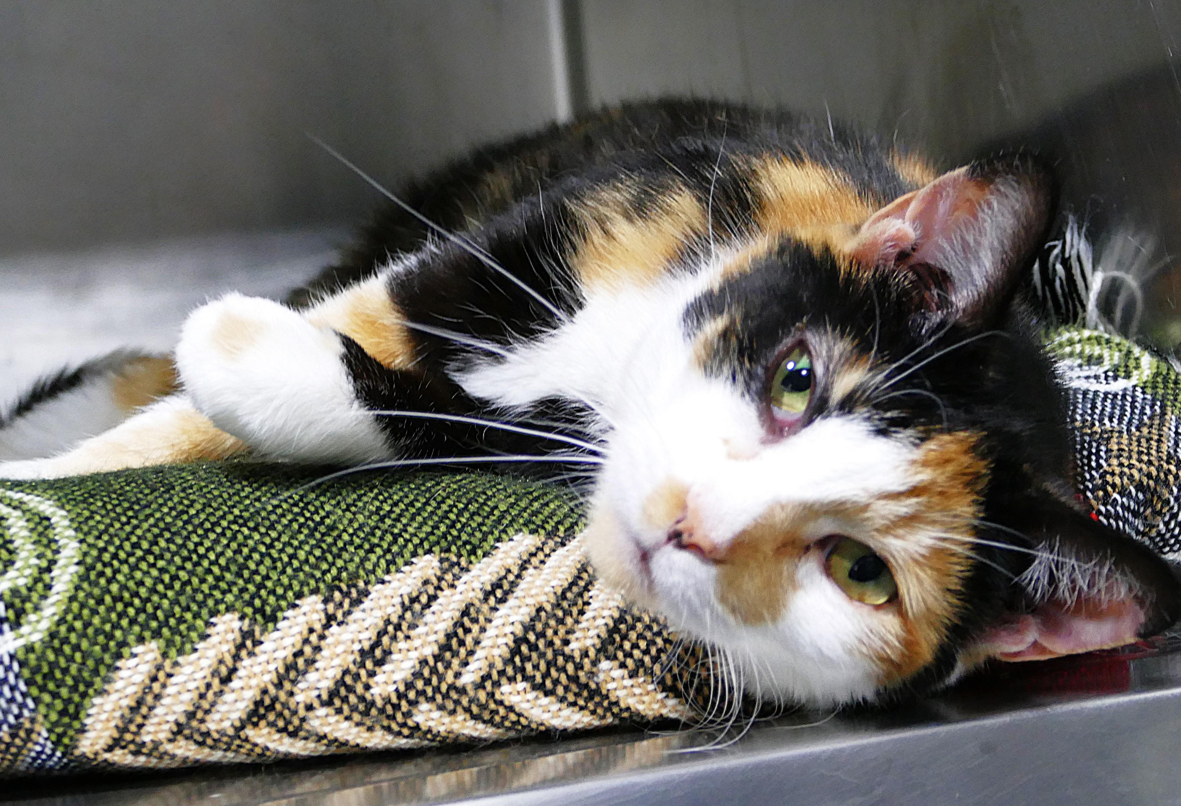 CALYPSO, ADOPTABLE, Adult Female Calico.