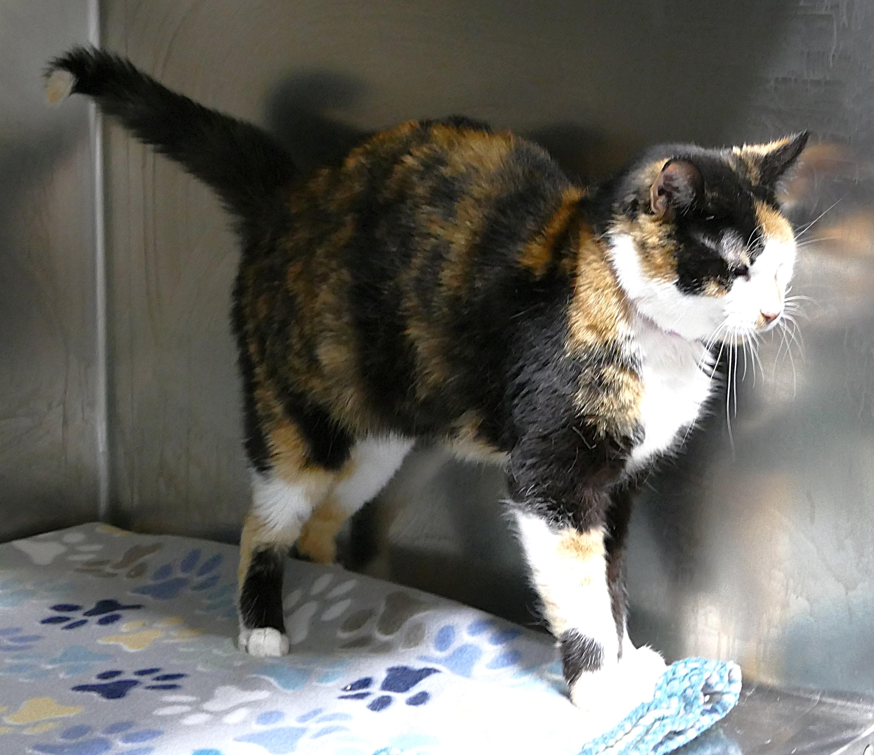 Enlarge CALYPSO, a ADOPTABLE mixed breed in Beechbottom, WV image 5/6