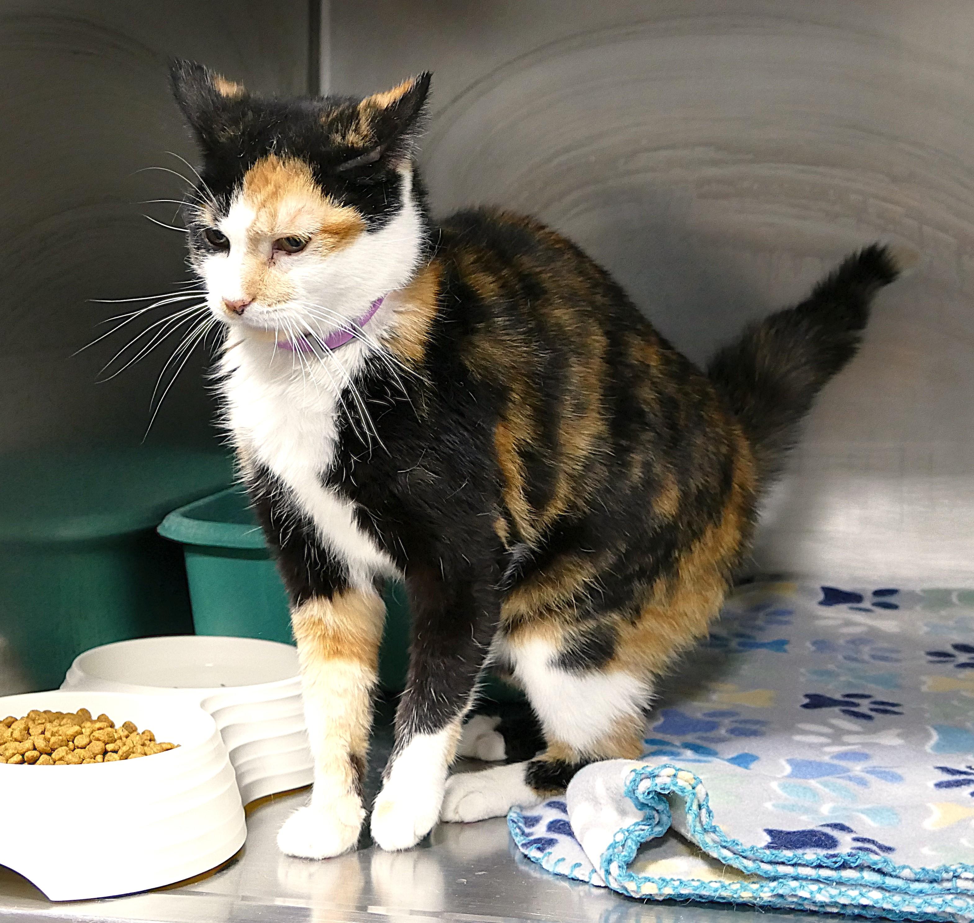 Enlarge CALYPSO, a ADOPTABLE mixed breed in Beechbottom, WV image 4/6