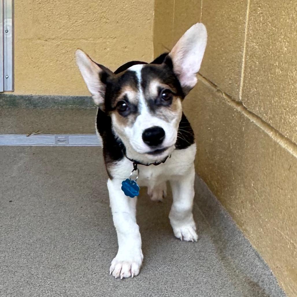 Knox, Adoptable, Puppy Male Cardigan Welsh Corgi & Beagle.