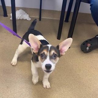 Enlarge Knox, a Adoptable mixed breed in West Palm Beach, FL image 2/2