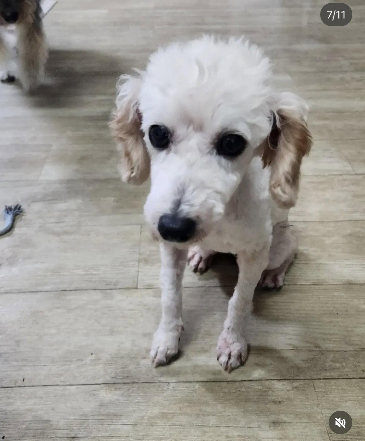 DDANG-KONG, Adopted, Young Male Cockapoo.
