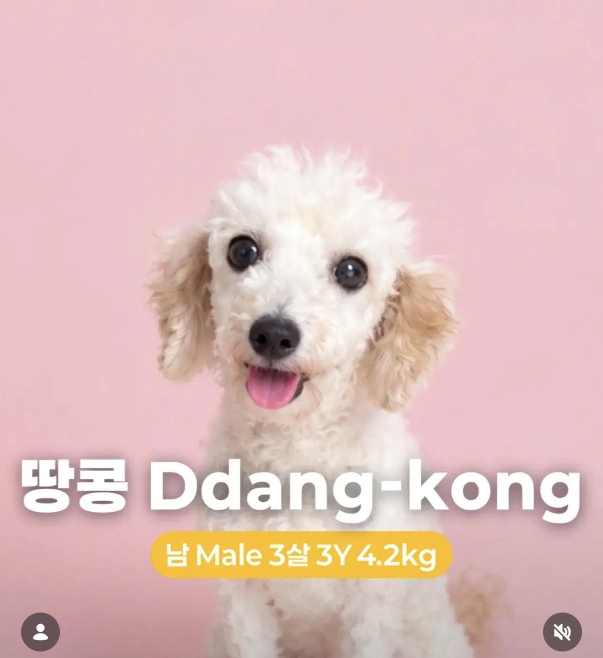 Enlarge DDANG-KONG, a Adopted Cockapoo in Agoura Hills, CA image 2/2