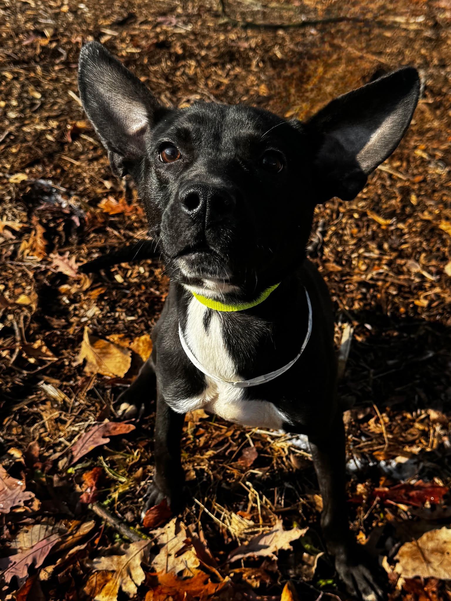 tank, ADOPTABLE, Young Male Terrier & Shepherd.