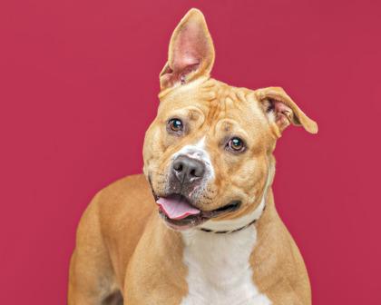 Enlarge Sheba, a Adoptable mixed breed in Mount Holly, NJ image 1/3