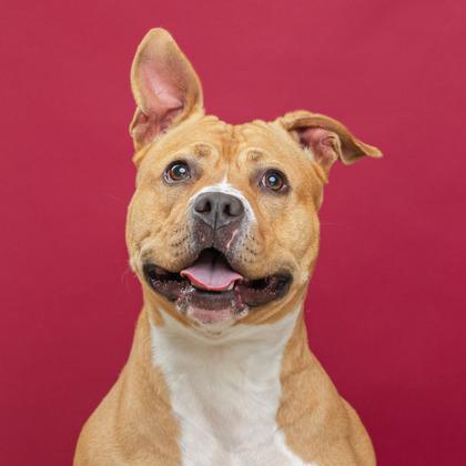 Enlarge Sheba, a Adoptable mixed breed in Mount Holly, NJ image 2/3