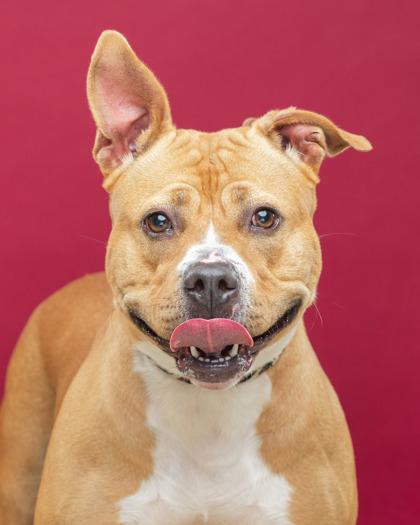 Sheba, Adoptable, Young Female Pit Bull Terrier & Labrador Retriever.