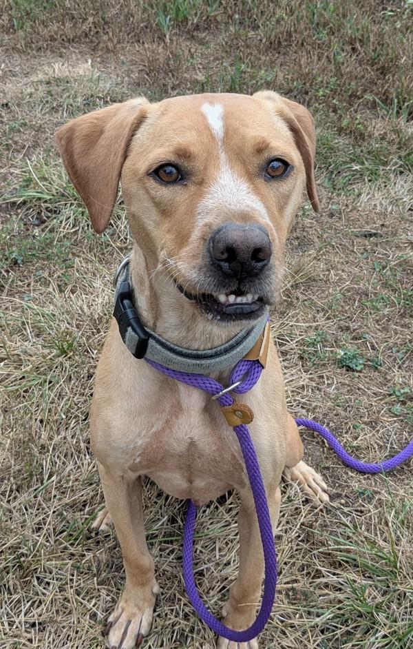 Will, Adoptable, Adult Male Hound.