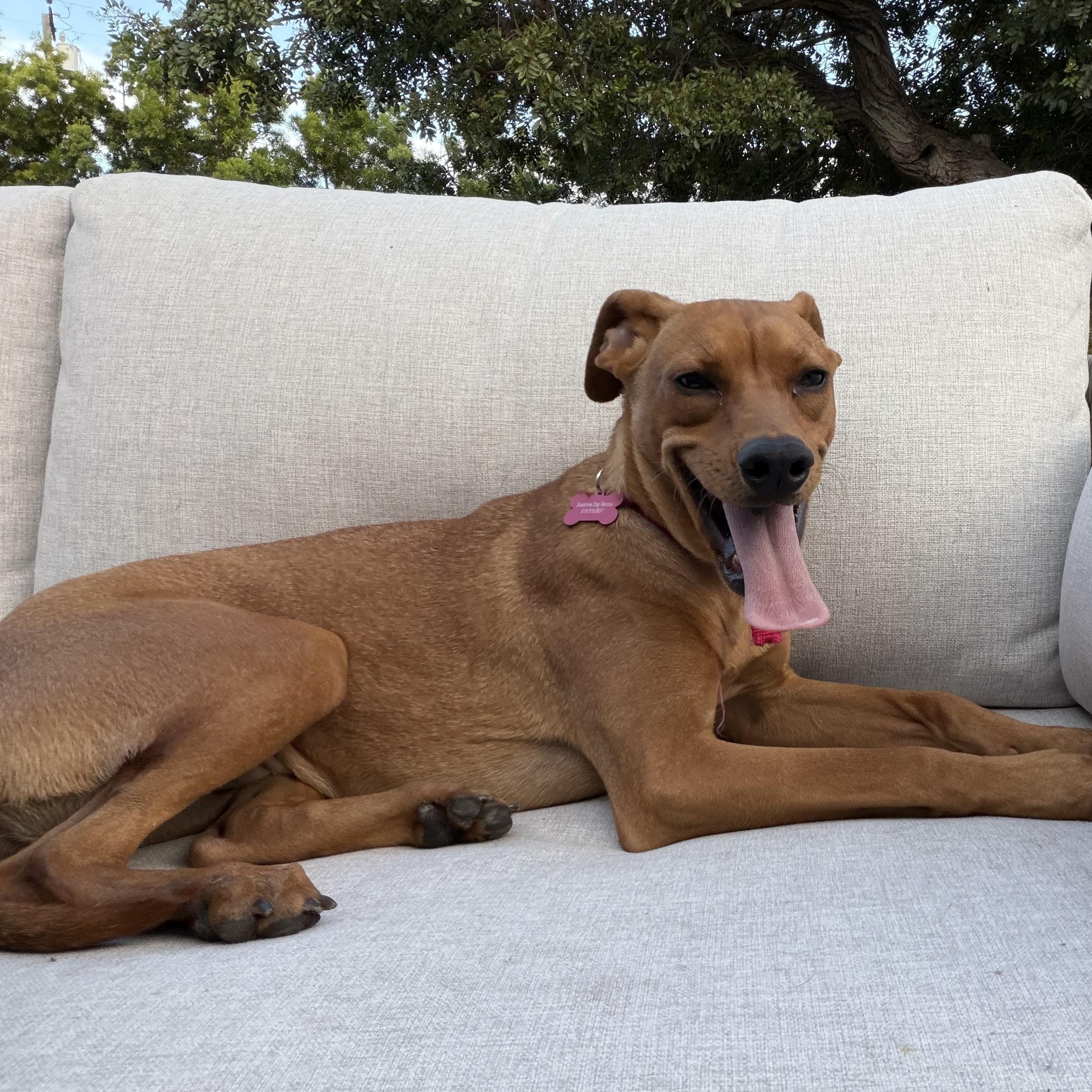 Enlarge Bella, a Adoptable mixed breed in San Diego, CA image 1/6