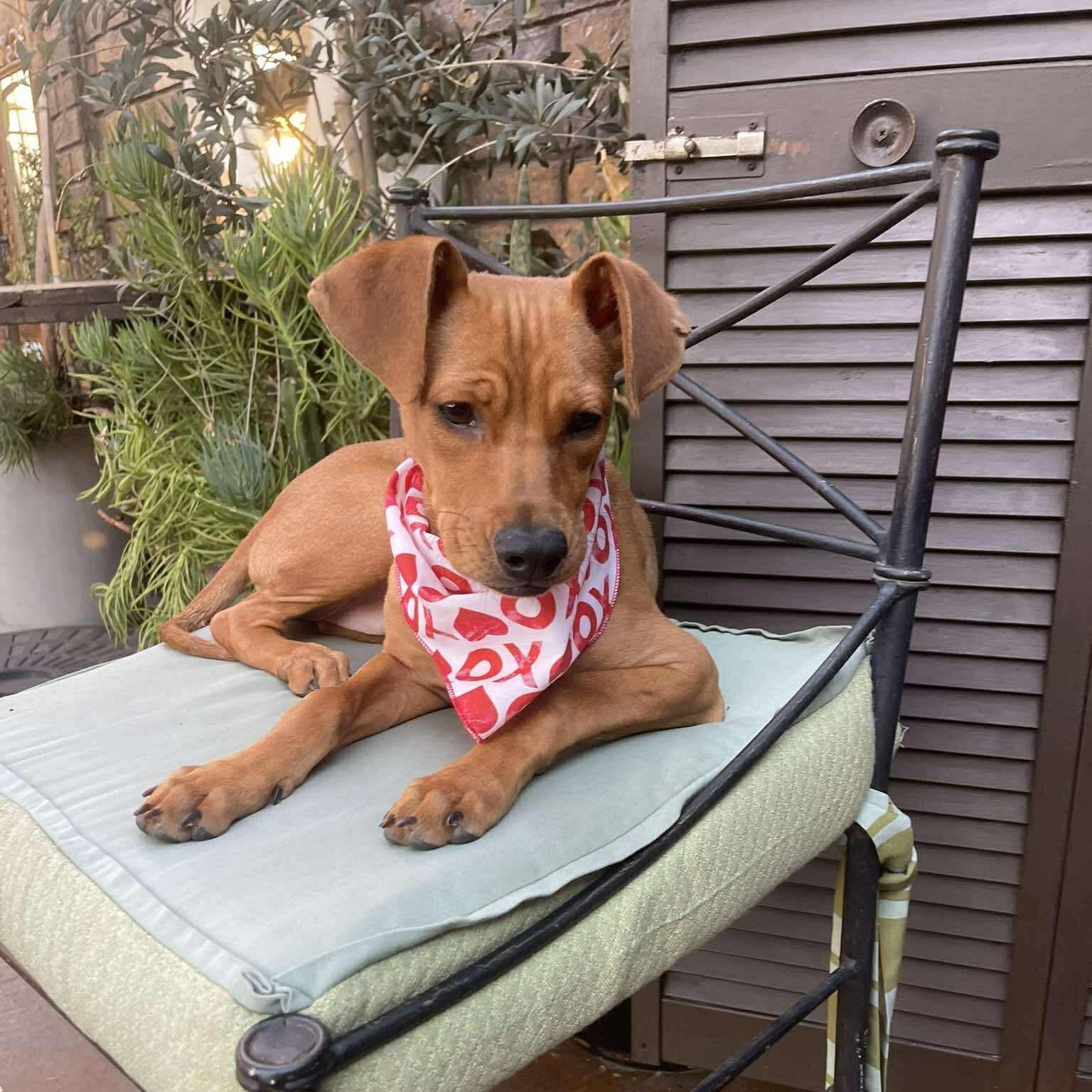 Enlarge Bella, a Adoptable mixed breed in San Diego, CA image 4/6