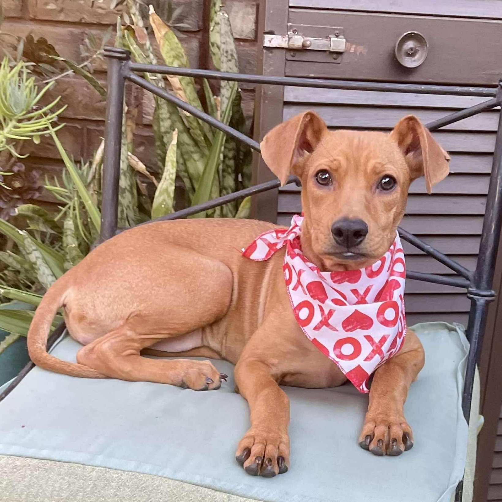 Enlarge Bella, a Adoptable mixed breed in San Diego, CA image 3/6